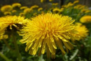 blüte vom löwenzahn