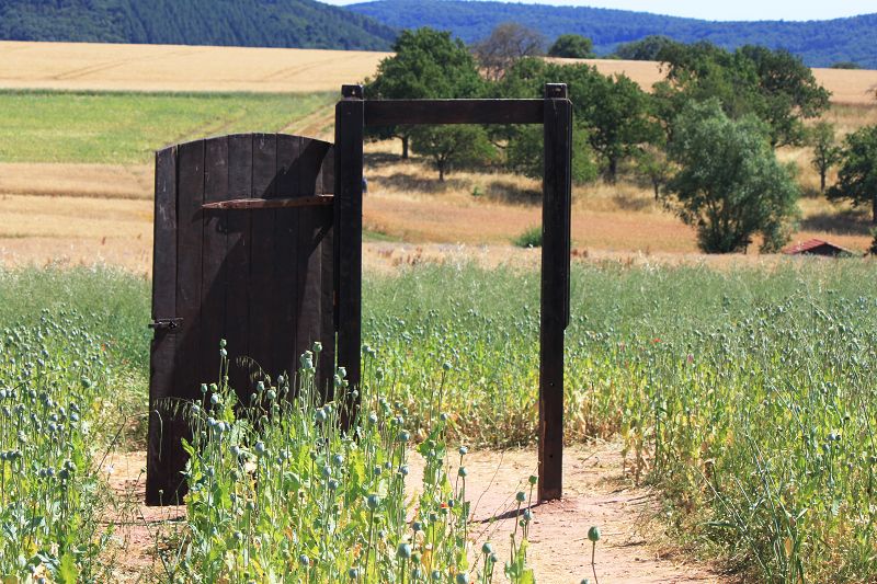 Schlafmohnfeld in Germerode