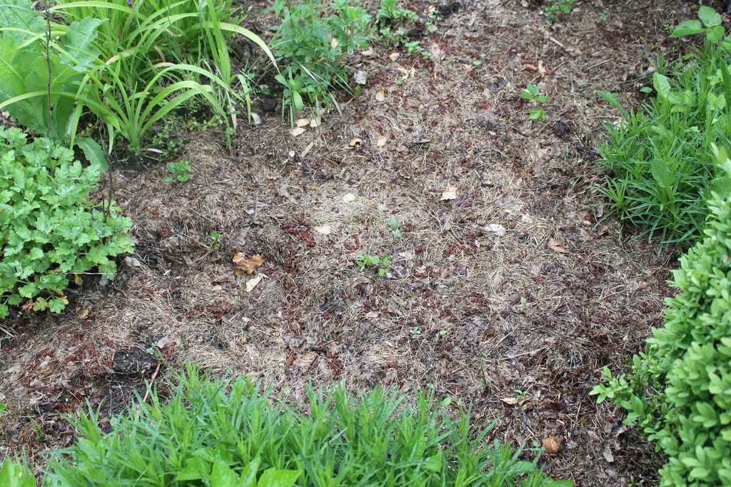 Mulchschicht