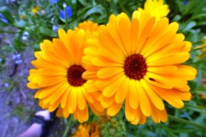 ringelblume