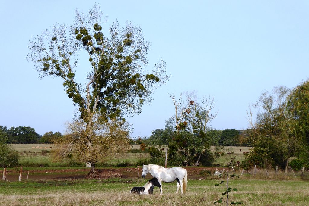 Baum mit Mistel