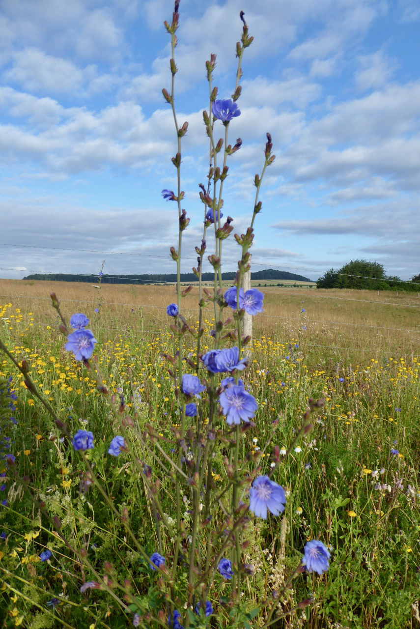 Wegwarte am feldrand