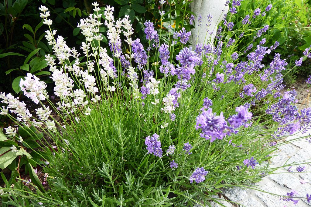 Lavendel Der Duft der Provence kraeuterthomas.de