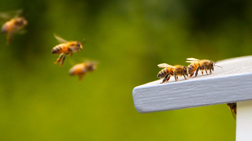 Bienen im Garten